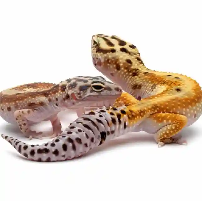 Leopard Gecko image