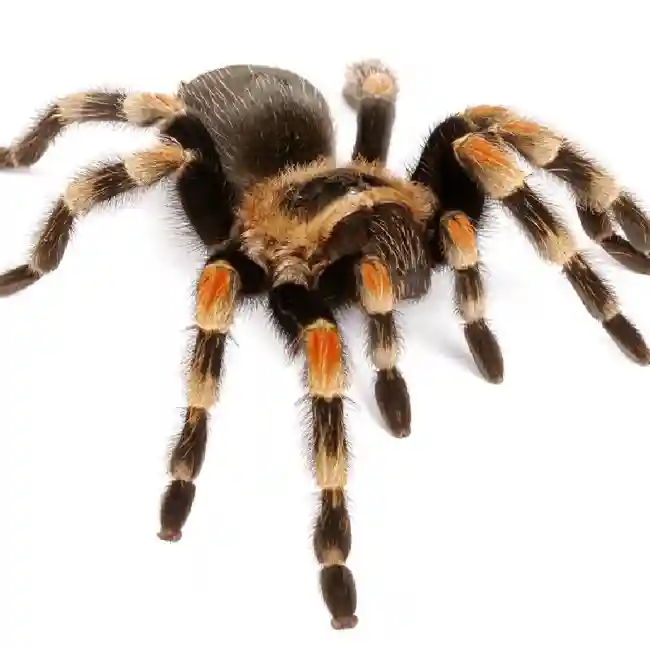 default-pet-img