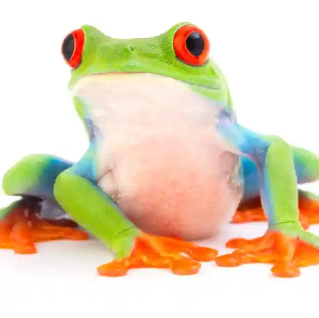default-pet-img