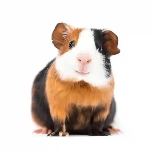 default-pet-img