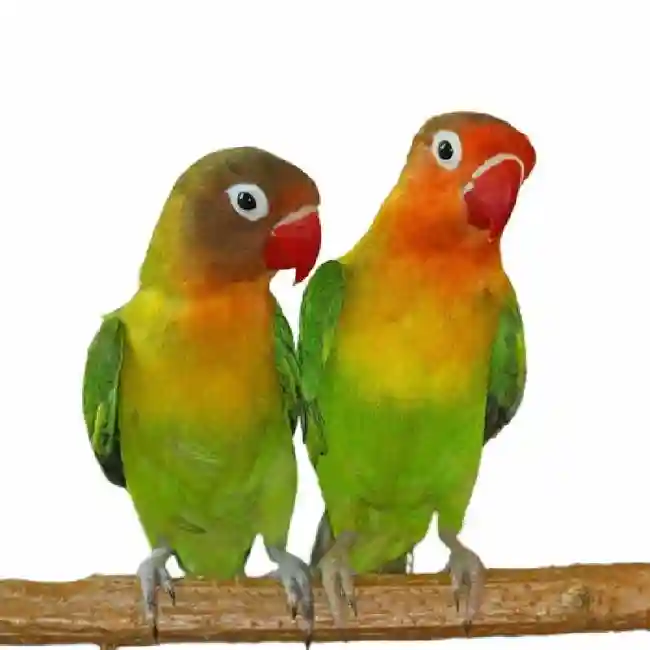 default-pet-img