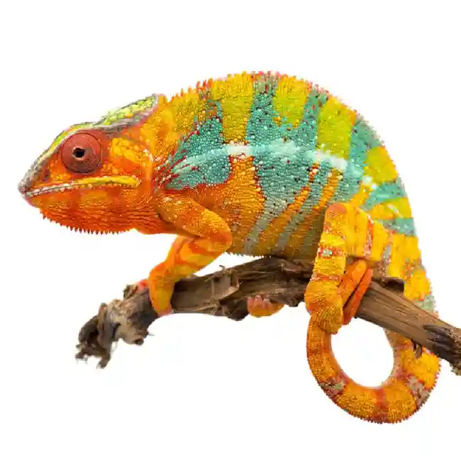 default-pet-img