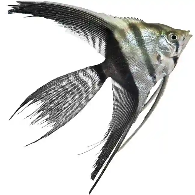 default-pet-img