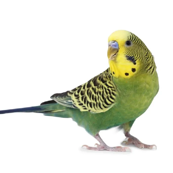 Unknown Parakeet Bird for Sale in Brewster, NY