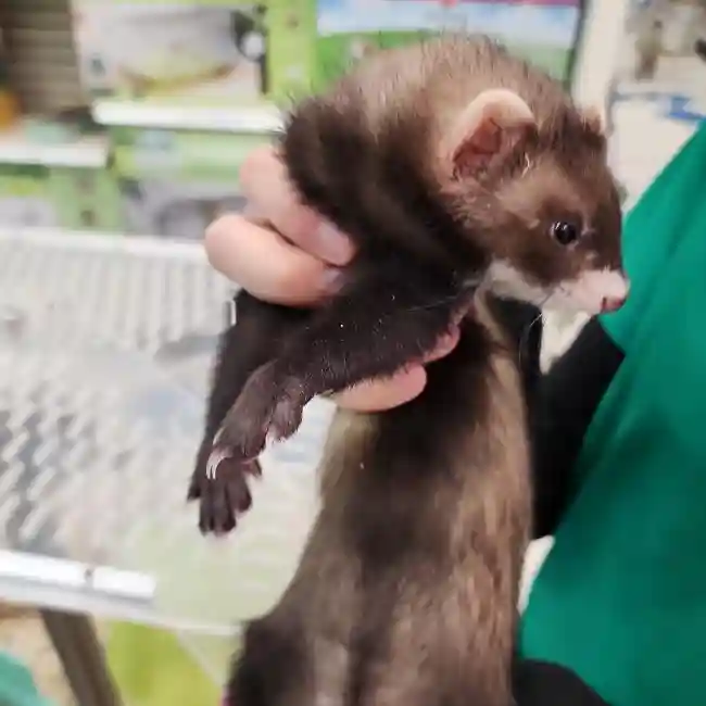 Unknown Ferret Small Animal for Sale in Brewster, NY