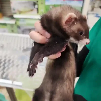 Unknown Ferret Small Animal for Sale in Brewster, NY