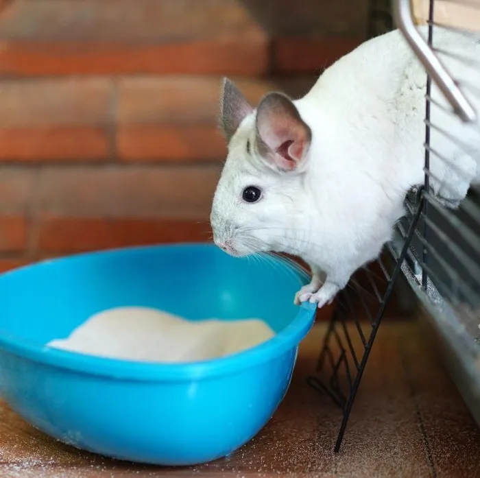 Chinchilla Small Animal for Sale in Brewster, NY