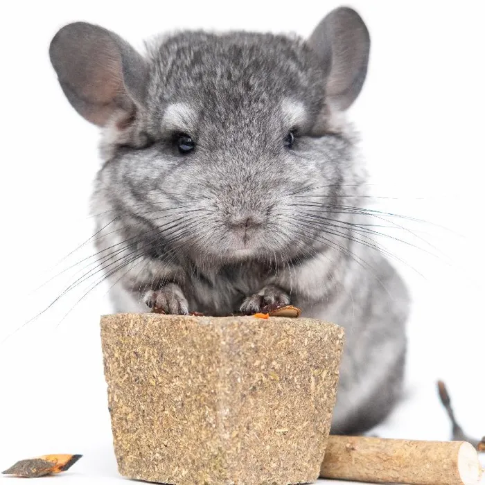 Chinchilla Small Animal for Sale in Brewster, NY