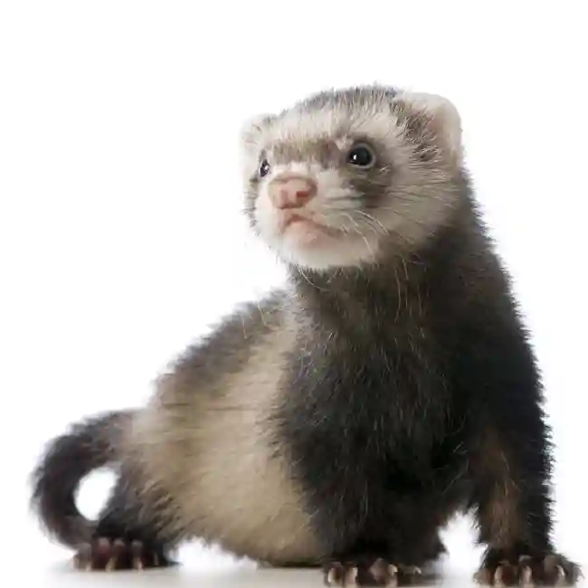 Unknown Ferret Small Animal for Sale in Brewster, NY