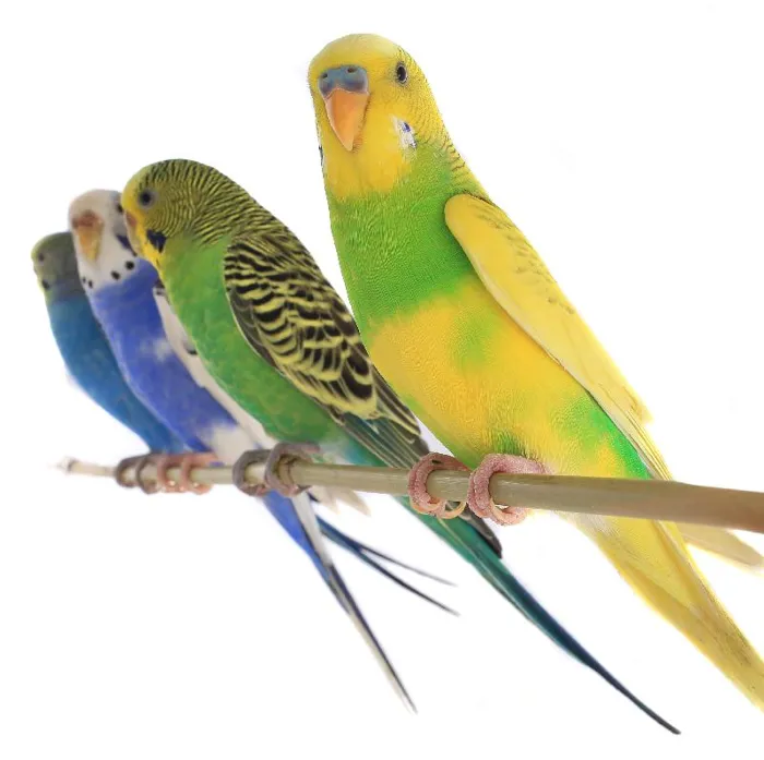 Unknown Parakeet Bird for Sale in Brewster, NY