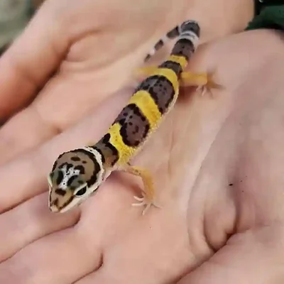Unknown Leopard Gecko Reptile for Sale in Brewster, NY