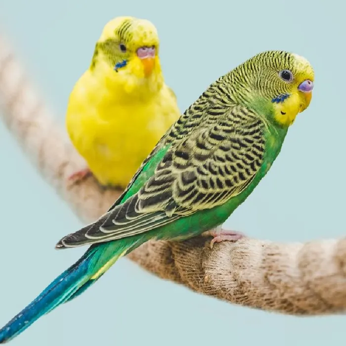 Unknown Parakeet Bird for Sale in Brewster, NY